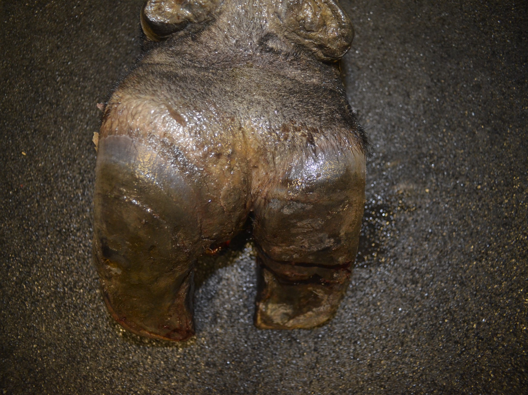 Bovine foot with swollen heel on one toe.